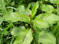 Persicaria lapathifolia ssp brittingeri 6, Saxifraga-Rutger Barendse