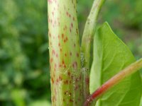Persicaria lapathifolia ssp brittingeri 8, Saxifraga-Rutger Barendse