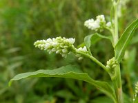 Persicaria lapathifolia ssp pallida 9, Saxifraga-Rutger Barendse