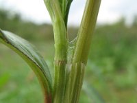 Persicaria maculosa 1, Perzikkruid, Saxifraga-Rutger Barendse