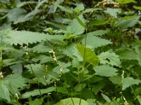 Persicaria mitis 14, Zachte duizendknoop, Saxifraga-Ed Stikvoort