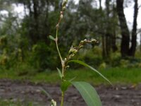 Persicaria mitis 19, Zachte duizendknoop, Saxifraga-Ed Stikvoort