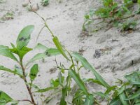 Persicaria mitis 3, Zachte duizendknoop, Saxifraga-Rutger Barendse