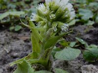 Petasites albus 14, Wit hoefblad, Saxifraga-Ed Stikvoort