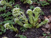 Petasites albus 16, Wit hoefblad, Saxifraga-Ed Stikvoort