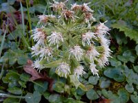 Petasites albus 19, Wit hoefblad, Saxifraga-Ed Stikvoort