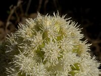 Petasites albus 2, Wit hoefblad, Saxifraga-Jan van der Straaten