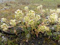 Petasites albus 22, Wit hoefblad, Saxifraga-Rutger Barendse