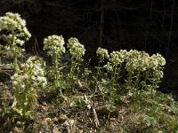 Petasites albus 7, Wit hoefblad, Saxifraga-Jan van der Straaten