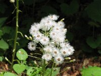 Petasites albus 8, Wit hoefblad, Saxifraga-Jasenka Topic