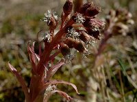 Petasites hybridus 12, Groot hoefblad, male, Saxifraga-Marijke Verhagen