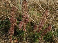 Petasites hybridus 13, Groot hoefblad, Saxifraga-Willem van Kruijsbergen