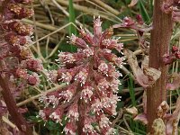 Petasites hybridus 14, Groot hoefblad, Saxifraga-Willem van Kruijsbergen