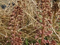 Petasites hybridus 15, Groot hoefblad, Saxifraga-Willem van Kruijsbergen