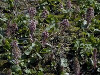 Petasites hybridus 2, Groot hoefblad, Saxifraga-Jan van der Straaten