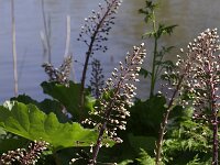 Petasites hybridus 21, Groot hoefblad, Saxifraga-Peter Meininger