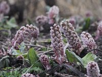 Petasites hybridus 22, Groot hoefblad, Saxifraga-Peter Meininger