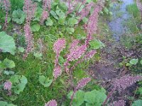 Petasites hybridus 26, Groot hoefblad, Saxifraga-Peter Meininger