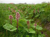 Petasites hybridus 34, Groot hoefblad, Saxifraga-Ed Stikvoort
