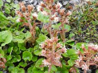 Petasites hybridus 39, Groot hoefblad, Saxifraga-Rutger Barendse