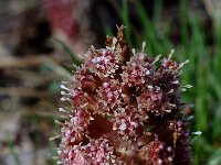 Petasites hybridus 4, Groot hoefblad, Saxifraga-Jan van der Straaten