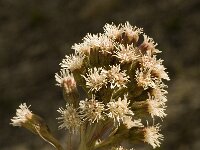 Petasites paradoxus 6, Saxifraga-Jan van der Straaten