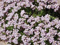 Petrocallis pyrenaica 6, Saxifraga-Harry Jans