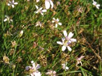 Petrorhagia saxifraga 16, Kleine mantelanjer, Saxifraga-Rutger Barendse