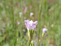 Petrorhagia saxifraga 17, Kleine mantelanjer, Saxifraga-Rutger Barendse