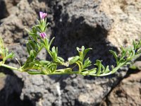 Petunia parviflora 1, Saxifraga-Rutger Barendse