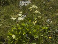 Peucedanum ostruthium 2, Saxifraga-Jan van der Straaten