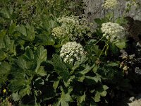 Peucedanum ostruthium 4, Saxifraga-Jan van der Straaten