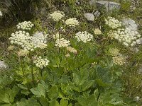 Peucedanum ostruthium 6, Saxifraga-Willem van Kruijsbergen