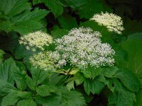 Peucedanum ostruthium 8, Saxifraga-Ed Stikvoort