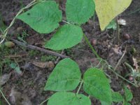 Phaseolus vulgaris 1, Boon, Saxifraga-Rutger Barendse