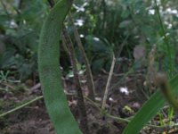 Phaseolus vulgaris 2, Boon, Saxifraga-Rutger Barendse