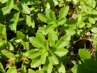 Phedimus kamtschaticus 10, Kamtsjatka-vetkruid, Saxifraga-Rutger Barendse