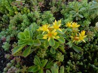 Phedimus kamtschaticus 4, Kamtsjatka-vetkruid, Saxifraga-Ed Stikvoort : dille Sint-Laurens 2e x