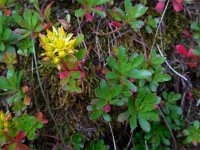 Phedimus kamtschaticus 7, Kamtsjatka-vetkruid, Saxifraga-Ed Stikvoort