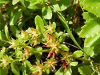 Phedimus kamtschaticus 9, Kamtsjatka-vetkruid, Saxifraga-Rutger Barendse