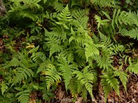 Phegopteris connectilis 15, Smalle beukvaren, Saxifraga-Ed Stikvoort