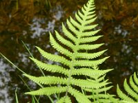 Phegopteris connectilis 6, Smalle beukvaren, Saxifraga-Rutger Barendse