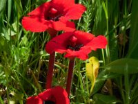 Phelypaea tournefortii 7, Saxifraga-Ed Stikvoort