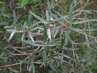 Phillyrea angustifolia 1, Saxifraga-Rutger Barendse