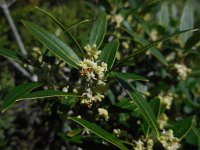 Phillyrea angustifolia 3, Saxifraga-Ed Stikvoort