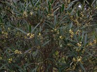 Phillyrea angustifolia 4, Saxifraga-Ed Stikvoort
