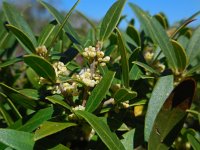 Phillyrea angustifolia 7, Saxifraga-Ed Stikvoort