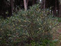 Phillyrea angustifolia 8, Saxifraga-Ed Stikvoort