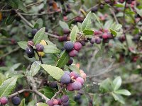 Phillyrea latifolia 1, Saxifraga-Jasenka Topic