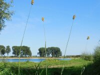 Phleum nodosum 2, Klein timoteegras, Saxifraga-Ed Stikvoort
